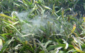 Southern Lugworm
