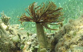 Magnificent Feather Duster Worm - Sabellastarte magnifica