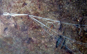 Spaghetti Worms - Eupolymnia crassicornis