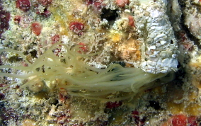 Spaghetti Worms - Eupolymnia crassicornis