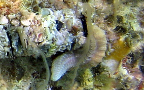 Spaghetti Worms - Eupolymnia crassicornis