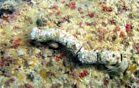 Spaghetti Worms - Eupolymnia crassicornis
