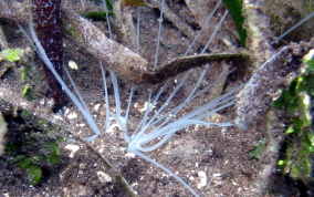 Spaghetti Worms - Eupolymnia crassicornis