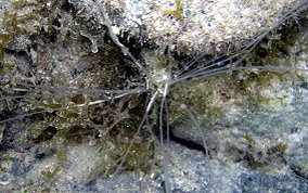 Spaghetti Worms - Eupolymnia crassicornis