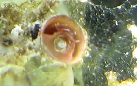 Wormsnail - Vermicularia knorrii