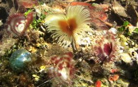 Split-Crown Feather Duster Worm - Anamobaea orstedii