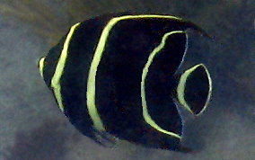 French Angelfish - Pomacanthus paru