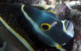 French Angelfish - Pomacanthus paru