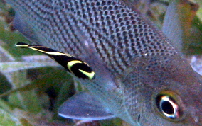 French Angelfish - Pomacanthus paru