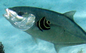 French Angelfish - Pomacanthus paru