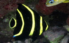 French Angelfish - Pomacanthus paru