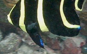 French Angelfish - Pomacanthus paru