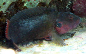 Hairy Blenny