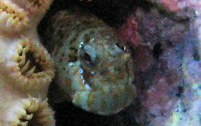Pearl Blenny - Entomacrodus nigricans