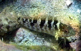 Rosy Blenny - Malacoctenus macropus