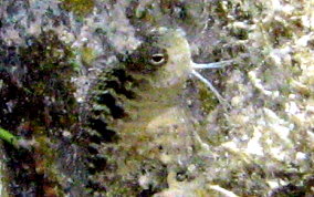 Rosy Blenny - Malacoctenus macropus