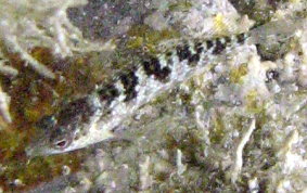 Rosy Blenny - Malacoctenus macropus