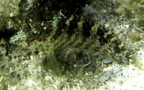 Rosy Blenny - Malacoctenus macropus