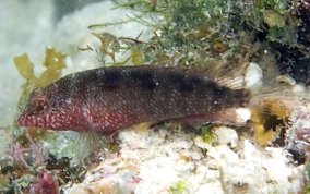 Rosy Blenny-Male - Malacoctenus macropus