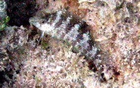Rosy Blenny - Malacoctenus macropus