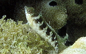 Rosy Blenny-Female - Malacoctenus macropus