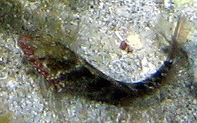 Rosy Blenny - Malacoctenus macropus