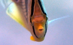 Four Eye Butterflyfish - Chaetodon capistratus