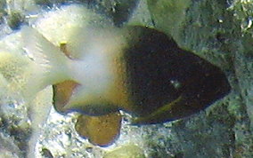 Bi-Colored Damselfish - Stegastes partitus