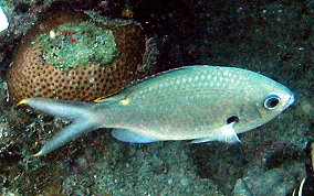 Brown Chromis - Chromis multilineata