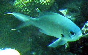 Brown Chromis - Chromis multilineata