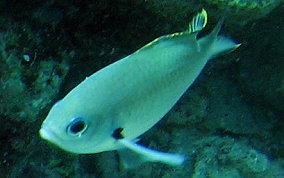 Brown Chromis - Chromis multilineata