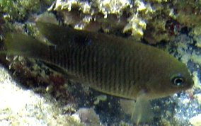 Dusky Damselfish