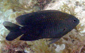 Longfin Damselfish