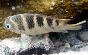 Night Sergeant - Abudefduf taurus