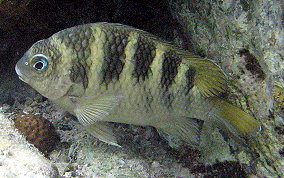 Night Sergeant - Abudefduf taurus