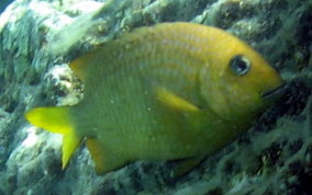 Yellowtail DamselfishYellowtail Damselfish - Microspathodon chrysurus -Courting Male