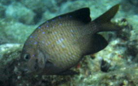 Yellowtail Damselfish - Microspathodon chrysurus
