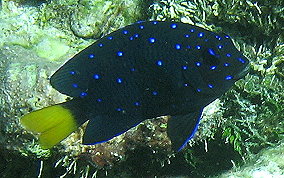 Yellowtail Damselfish - Microspathodon chrysurus