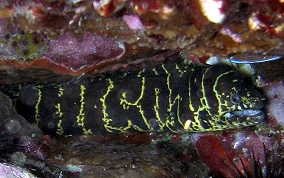 Chain Moray Eel - Echidna catenata