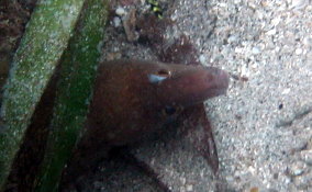 Chestnut Moray Ee - Enchelycore carychroa