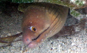 Chestnut Moray Ee - Enchelycore carychroa