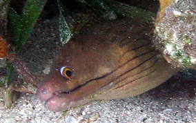 Chestnut Moray Ee - Enchelycore carychroa