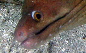 Chestnut Moray Ee - Enchelycore carychroa