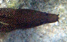 Goldentail Moray - Gymnothorax miliaris