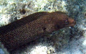 Goldentail Moray - Gymnothorax miliaris