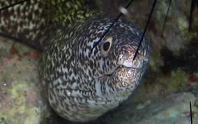 Spotted Moray Eel - Gymnothorax moringa