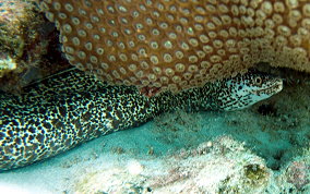 Spotted Moray Eel - Gymnothorax moringa