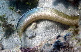 Spotted Moray Eel - Gymnothorax moringa