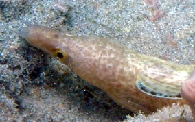 Spotted Moray Eel - Gymnothorax moringa