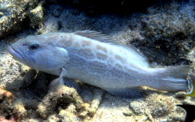Black Grouper -Mycteroperca bonaci - Caribbean Fish Identification